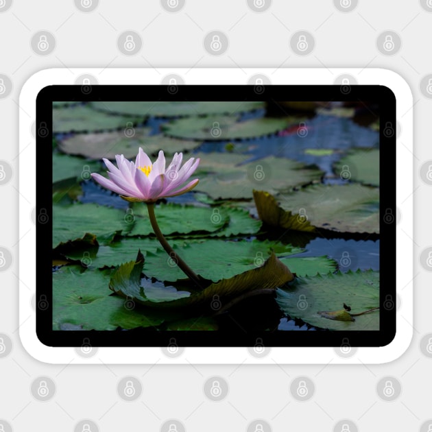 Meditation Wall Art Print - Water Lily Meditation - canvas, Photo print, artboard print, poster Canvas Print Sticker by DigillusionStudio